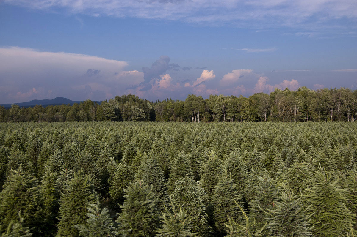 Christmas Trees