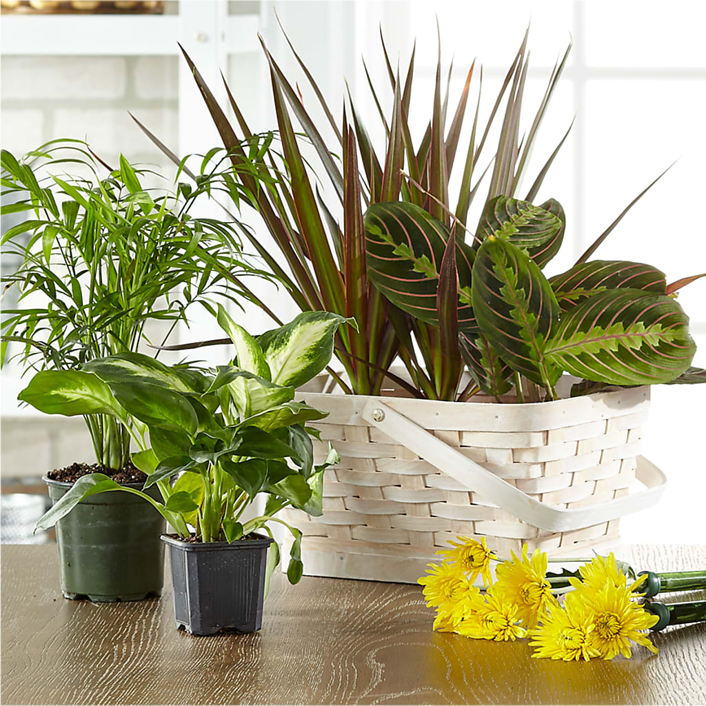 Plantas con y sin flor diseñadas por florista en una cesta