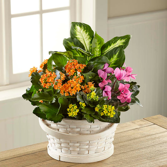 Arreglo de plantas Color Crush