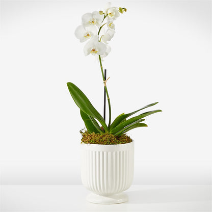 Orquídea Blanca Susurrante
