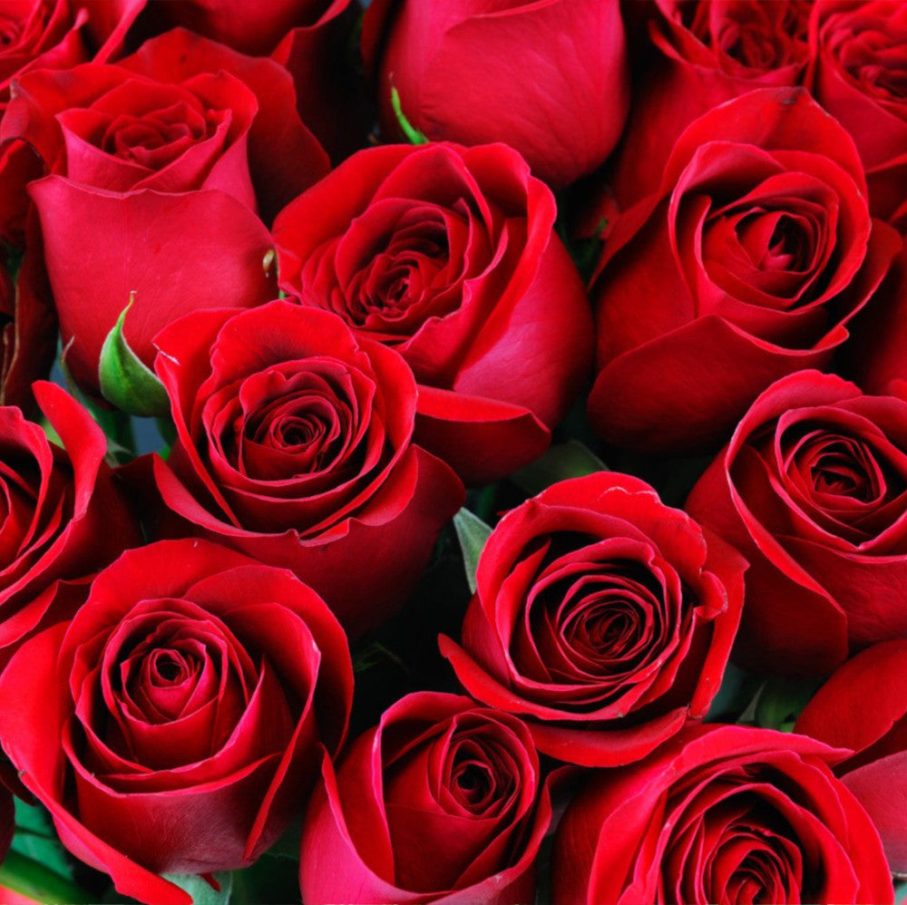 Dozen Red Rose Bouquet