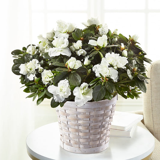 Azalea Blanca