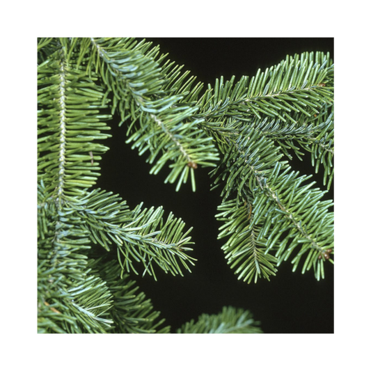 Bundle of Christmas Tree Branches