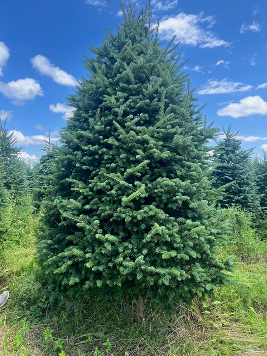 Premium Fraser Fir Christmas Tree 8-9 Feet